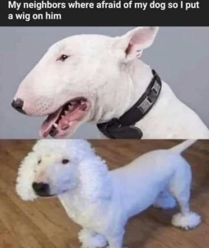 This Page Shared 76 Dog Memes Which Capture All The Cuteness And Chaos Of Having A Dog This Page Shared 76 Dog Memes Which Capture All The Cuteness And Chaos Of Having A Dog