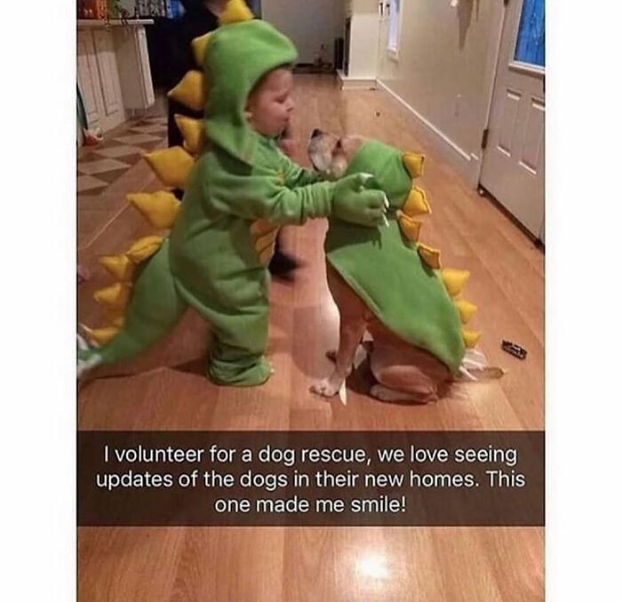 This Page Shared 76 Dog Memes Which Capture All The Cuteness And Chaos Of Having A Dog This Page Shared 76 Dog Memes Which Capture All The Cuteness And Chaos Of Having A Dog