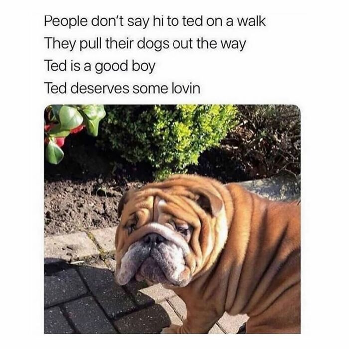 This Page Shared 76 Dog Memes Which Capture All The Cuteness And Chaos Of Having A Dog This Page Shared 76 Dog Memes Which Capture All The Cuteness And Chaos Of Having A Dog