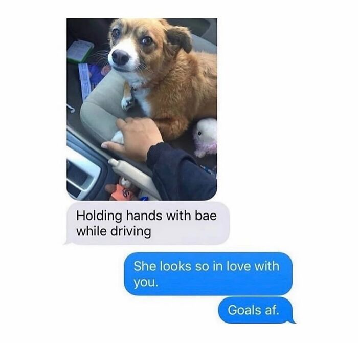 This Page Shared 76 Dog Memes Which Capture All The Cuteness And Chaos Of Having A Dog This Page Shared 76 Dog Memes Which Capture All The Cuteness And Chaos Of Having A Dog