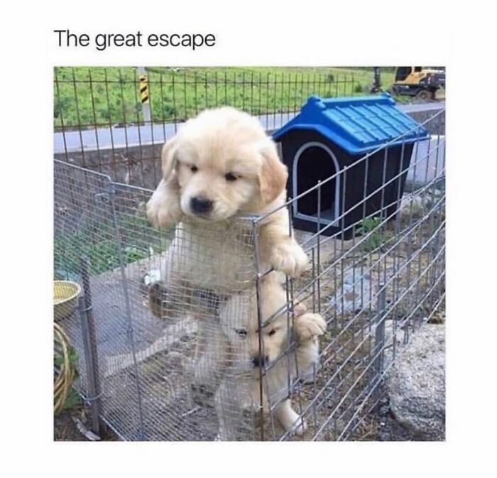 This Page Shared 76 Dog Memes Which Capture All The Cuteness And Chaos Of Having A Dog This Page Shared 76 Dog Memes Which Capture All The Cuteness And Chaos Of Having A Dog