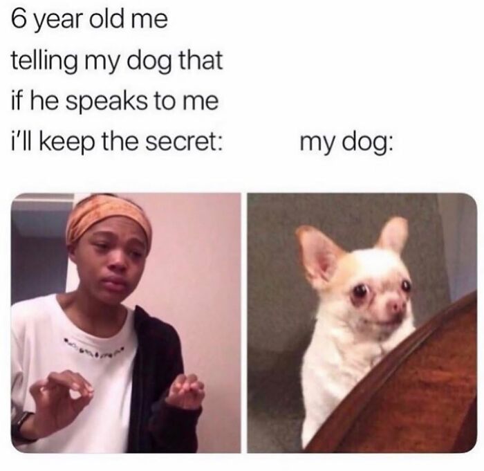 This Page Shared 76 Dog Memes Which Capture All The Cuteness And Chaos Of Having A Dog This Page Shared 76 Dog Memes Which Capture All The Cuteness And Chaos Of Having A Dog