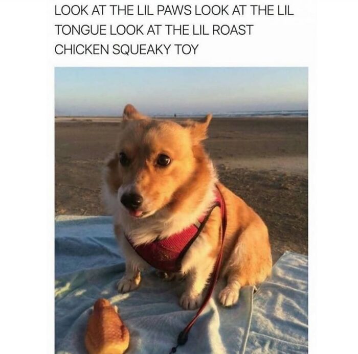 This Page Shared 76 Dog Memes Which Capture All The Cuteness And Chaos Of Having A Dog This Page Shared 76 Dog Memes Which Capture All The Cuteness And Chaos Of Having A Dog