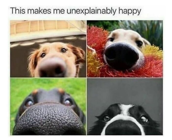This Page Shared 76 Dog Memes Which Capture All The Cuteness And Chaos Of Having A Dog This Page Shared 76 Dog Memes Which Capture All The Cuteness And Chaos Of Having A Dog