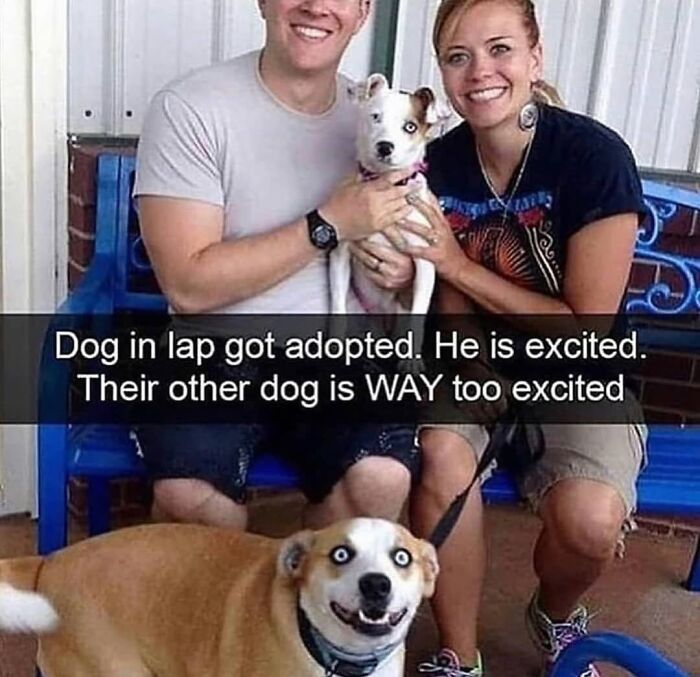 This Page Shared 76 Dog Memes Which Capture All The Cuteness And Chaos Of Having A Dog This Page Shared 76 Dog Memes Which Capture All The Cuteness And Chaos Of Having A Dog