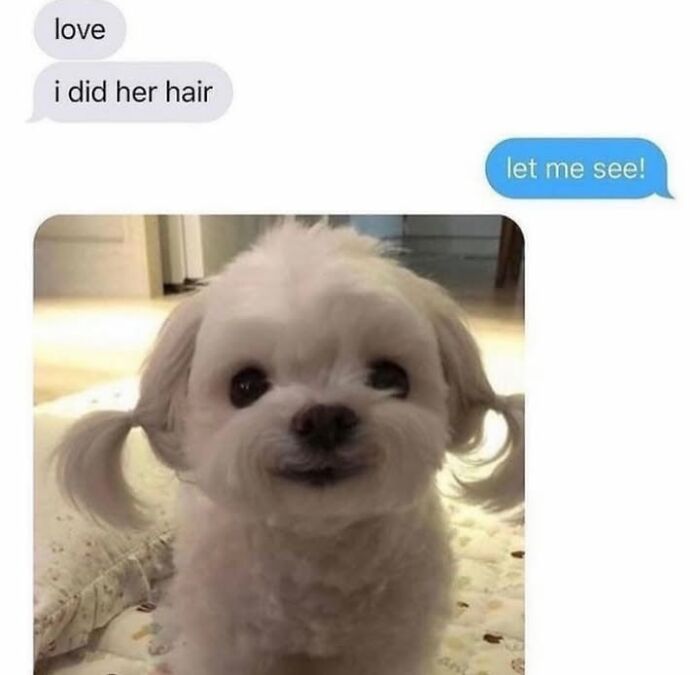 This Page Shared 76 Dog Memes Which Capture All The Cuteness And Chaos Of Having A Dog This Page Shared 76 Dog Memes Which Capture All The Cuteness And Chaos Of Having A Dog