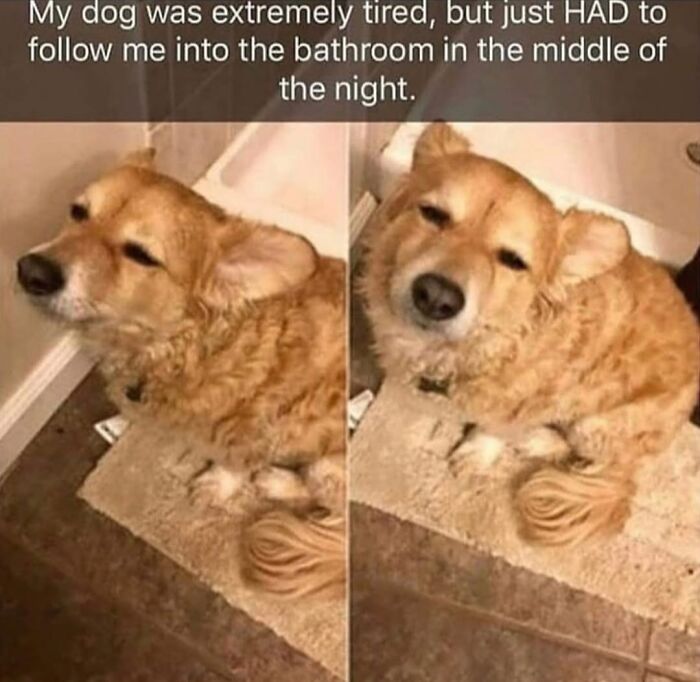 This Page Shared 76 Dog Memes Which Capture All The Cuteness And Chaos Of Having A Dog This Page Shared 76 Dog Memes Which Capture All The Cuteness And Chaos Of Having A Dog