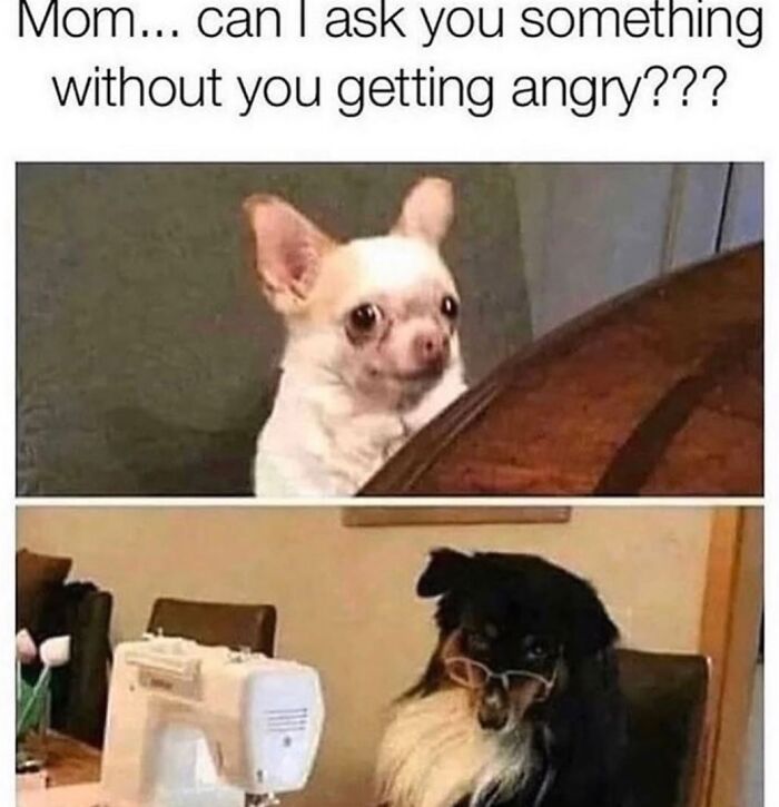 This Page Shared 76 Dog Memes Which Capture All The Cuteness And Chaos Of Having A Dog This Page Shared 76 Dog Memes Which Capture All The Cuteness And Chaos Of Having A Dog