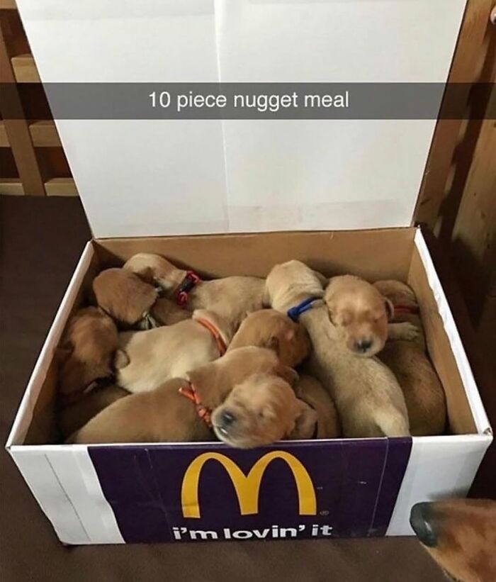 This Page Shared 76 Dog Memes Which Capture All The Cuteness And Chaos Of Having A Dog This Page Shared 76 Dog Memes Which Capture All The Cuteness And Chaos Of Having A Dog