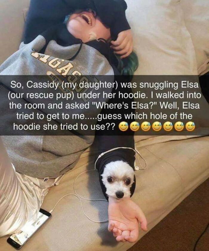 This Page Shared 76 Dog Memes Which Capture All The Cuteness And Chaos Of Having A Dog This Page Shared 76 Dog Memes Which Capture All The Cuteness And Chaos Of Having A Dog