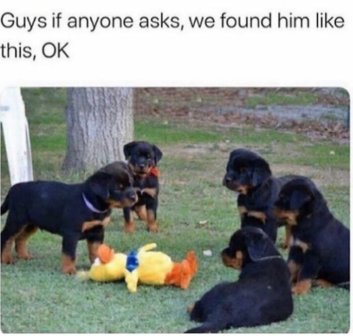 This Page Shared 76 Dog Memes Which Capture All The Cuteness And Chaos Of Having A Dog This Page Shared 76 Dog Memes Which Capture All The Cuteness And Chaos Of Having A Dog