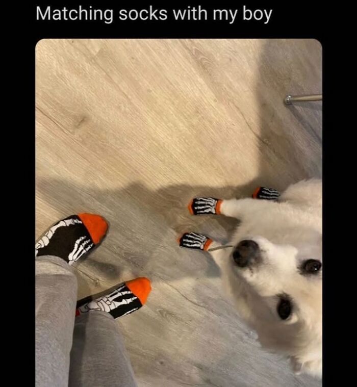 This Page Shared 76 Dog Memes Which Capture All The Cuteness And Chaos Of Having A Dog This Page Shared 76 Dog Memes Which Capture All The Cuteness And Chaos Of Having A Dog