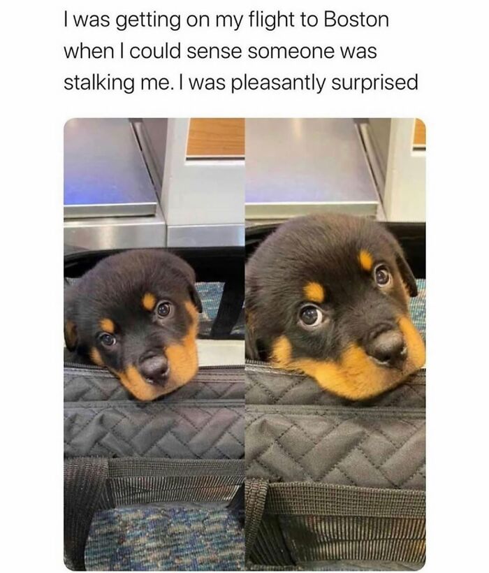 This Page Shared 76 Dog Memes Which Capture All The Cuteness And Chaos Of Having A Dog This Page Shared 76 Dog Memes Which Capture All The Cuteness And Chaos Of Having A Dog