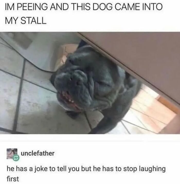 This Page Shared 76 Dog Memes Which Capture All The Cuteness And Chaos Of Having A Dog This Page Shared 76 Dog Memes Which Capture All The Cuteness And Chaos Of Having A Dog