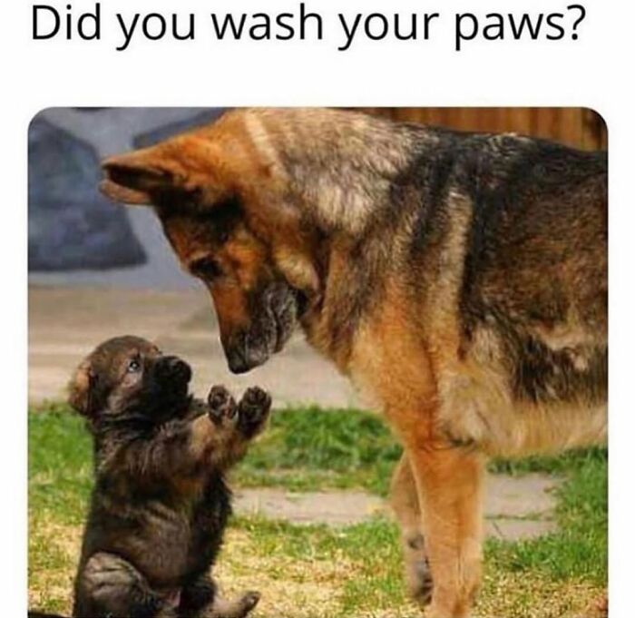 This Page Shared 76 Dog Memes Which Capture All The Cuteness And Chaos Of Having A Dog This Page Shared 76 Dog Memes Which Capture All The Cuteness And Chaos Of Having A Dog