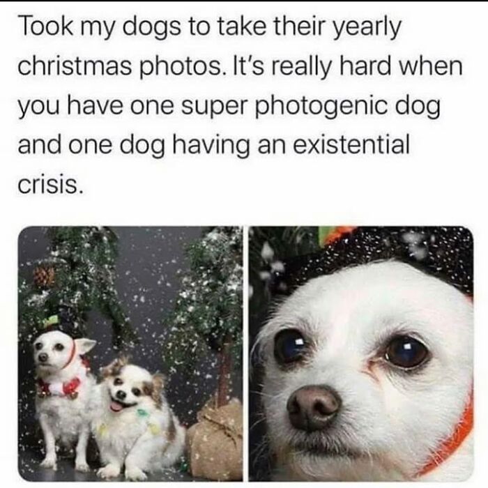 This Page Shared 76 Dog Memes Which Capture All The Cuteness And Chaos Of Having A Dog This Page Shared 76 Dog Memes Which Capture All The Cuteness And Chaos Of Having A Dog
