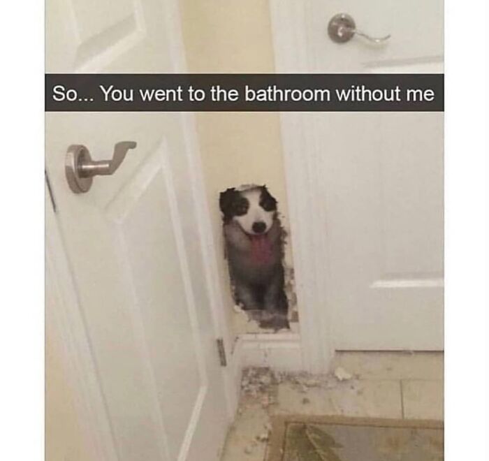 This Page Shared 76 Dog Memes Which Capture All The Cuteness And Chaos Of Having A Dog This Page Shared 76 Dog Memes Which Capture All The Cuteness And Chaos Of Having A Dog