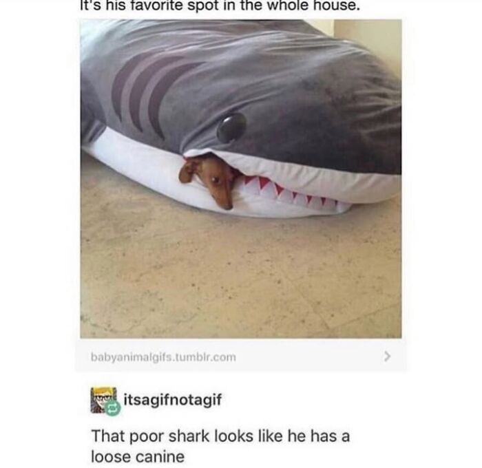 This Page Shared 76 Dog Memes Which Capture All The Cuteness And Chaos Of Having A Dog This Page Shared 76 Dog Memes Which Capture All The Cuteness And Chaos Of Having A Dog