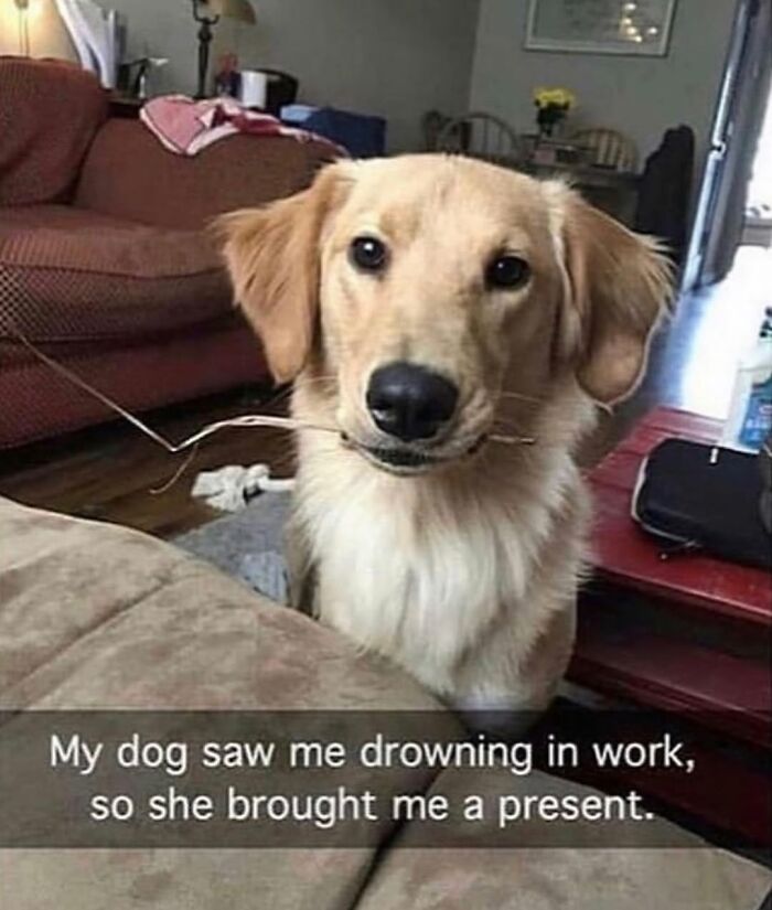 This Page Shared 76 Dog Memes Which Capture All The Cuteness And Chaos Of Having A Dog This Page Shared 76 Dog Memes Which Capture All The Cuteness And Chaos Of Having A Dog