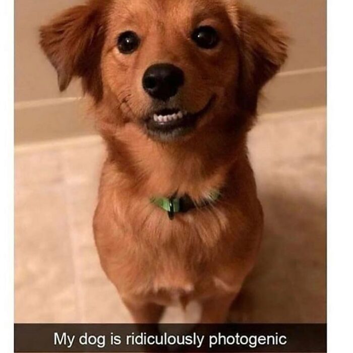 This Page Shared 76 Dog Memes Which Capture All The Cuteness And Chaos Of Having A Dog This Page Shared 76 Dog Memes Which Capture All The Cuteness And Chaos Of Having A Dog