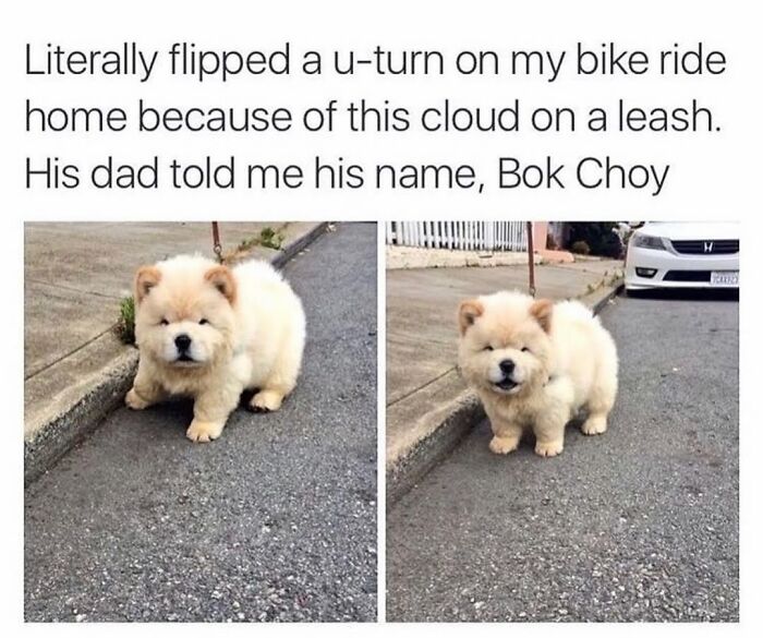 This Page Shared 76 Dog Memes Which Capture All The Cuteness And Chaos Of Having A Dog This Page Shared 76 Dog Memes Which Capture All The Cuteness And Chaos Of Having A Dog