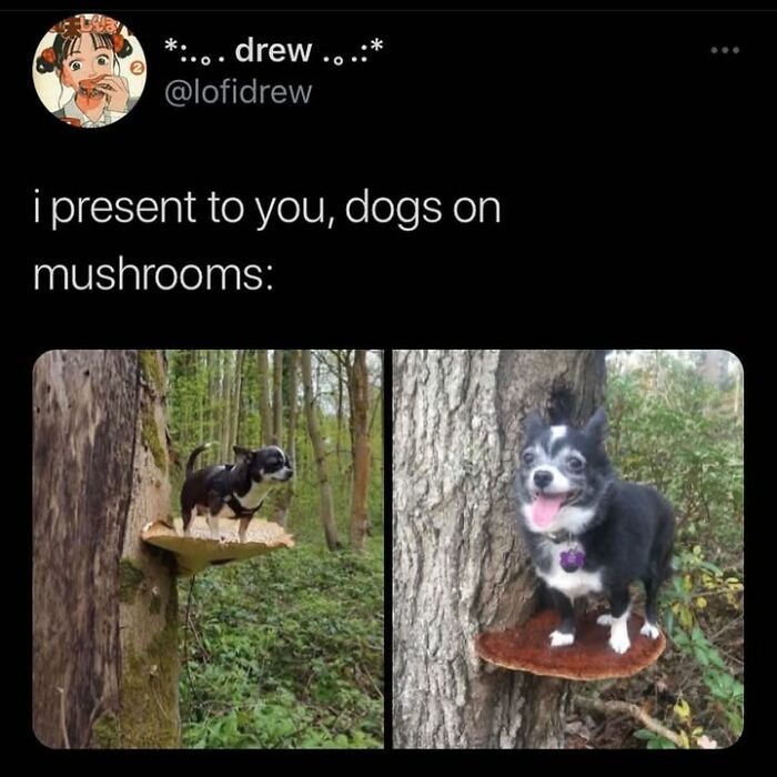 This Page Shared 76 Dog Memes Which Capture All The Cuteness And Chaos Of Having A Dog This Page Shared 76 Dog Memes Which Capture All The Cuteness And Chaos Of Having A Dog