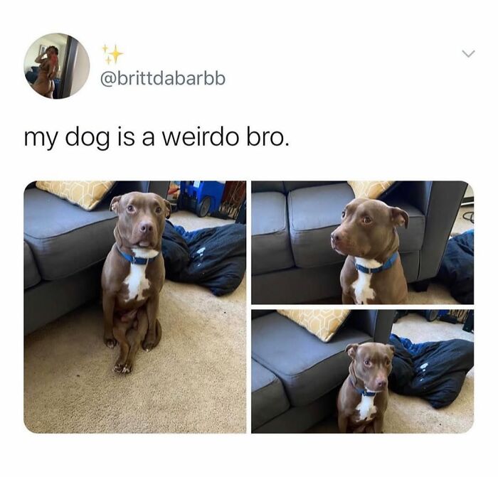 This Page Shared 76 Dog Memes Which Capture All The Cuteness And Chaos Of Having A Dog This Page Shared 76 Dog Memes Which Capture All The Cuteness And Chaos Of Having A Dog