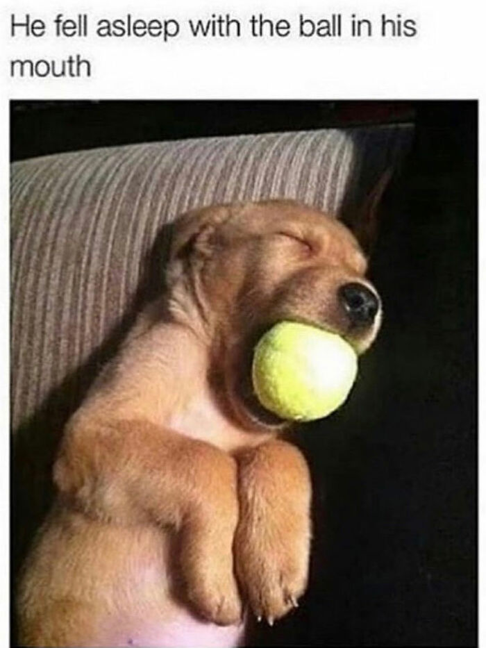 This Page Shared 76 Dog Memes Which Capture All The Cuteness And Chaos Of Having A Dog This Page Shared 76 Dog Memes Which Capture All The Cuteness And Chaos Of Having A Dog