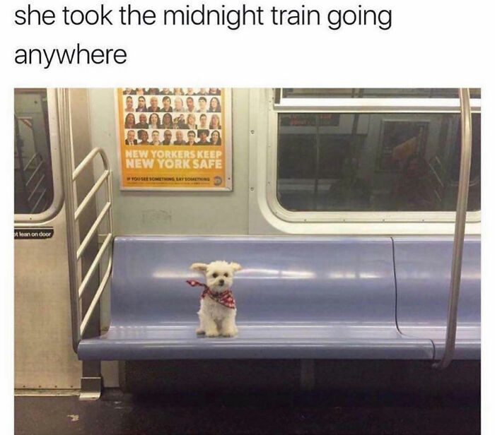 This Page Shared 76 Dog Memes Which Capture All The Cuteness And Chaos Of Having A Dog This Page Shared 76 Dog Memes Which Capture All The Cuteness And Chaos Of Having A Dog