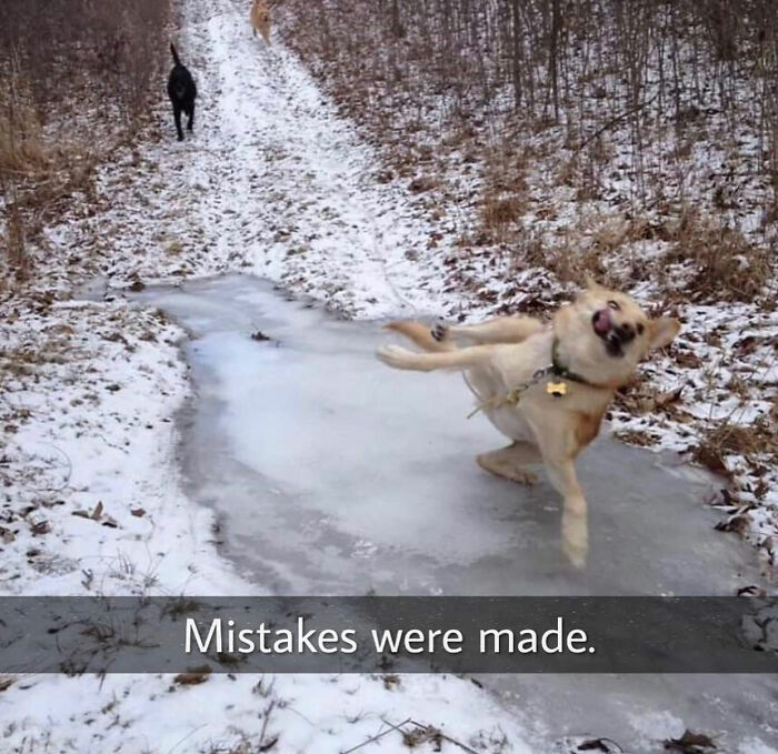 This Page Shared 76 Dog Memes Which Capture All The Cuteness And Chaos Of Having A Dog This Page Shared 76 Dog Memes Which Capture All The Cuteness And Chaos Of Having A Dog
