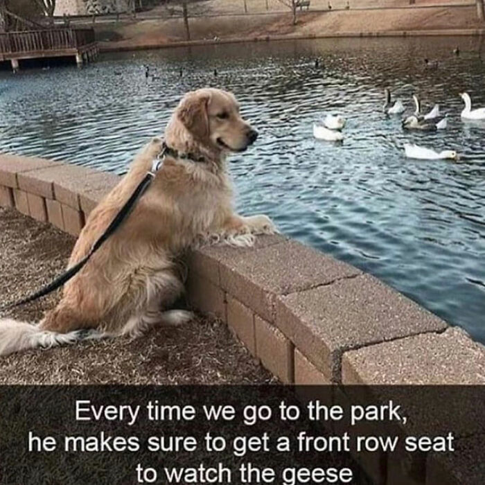 This Page Shared 76 Dog Memes Which Capture All The Cuteness And Chaos Of Having A Dog This Page Shared 76 Dog Memes Which Capture All The Cuteness And Chaos Of Having A Dog