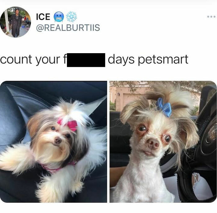 This Page Shared 76 Dog Memes Which Capture All The Cuteness And Chaos Of Having A Dog This Page Shared 76 Dog Memes Which Capture All The Cuteness And Chaos Of Having A Dog