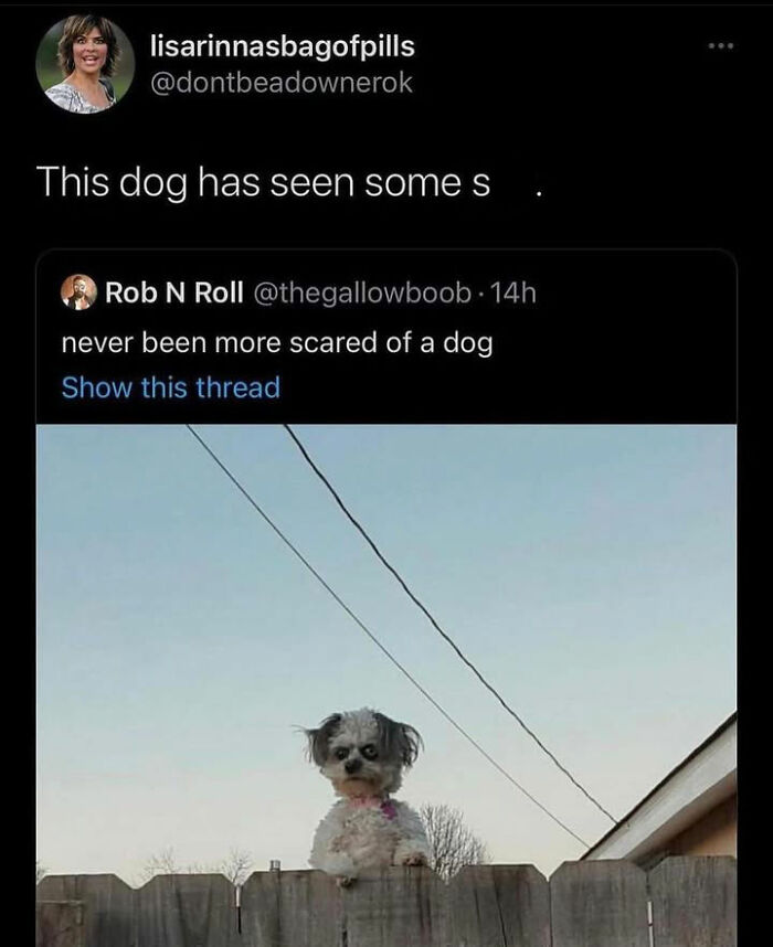 This Page Shared 76 Dog Memes Which Capture All The Cuteness And Chaos Of Having A Dog This Page Shared 76 Dog Memes Which Capture All The Cuteness And Chaos Of Having A Dog