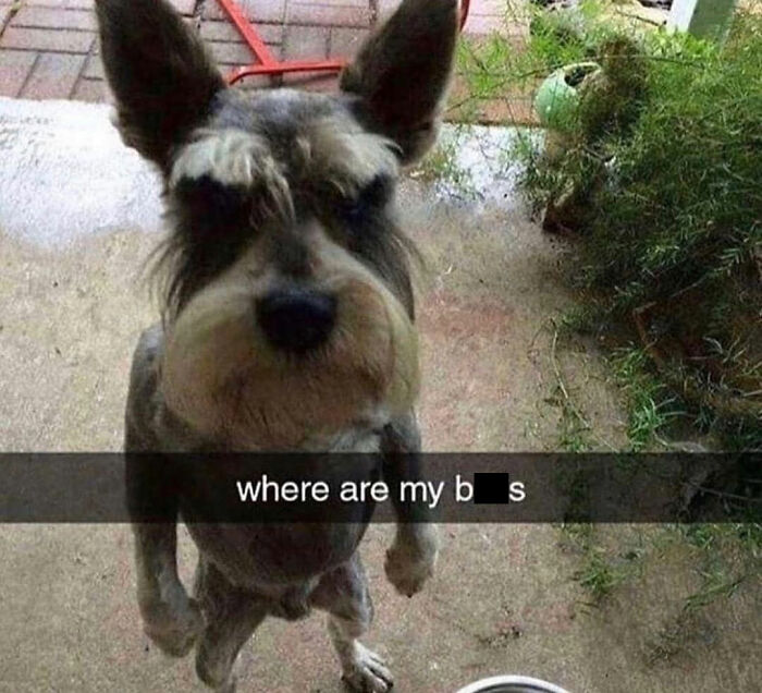 This Page Shared 76 Dog Memes Which Capture All The Cuteness And Chaos Of Having A Dog This Page Shared 76 Dog Memes Which Capture All The Cuteness And Chaos Of Having A Dog