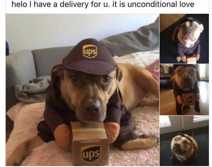 This Page Shared 76 Dog Memes Which Capture All The Cuteness And Chaos Of Having A Dog This Page Shared 76 Dog Memes Which Capture All The Cuteness And Chaos Of Having A Dog