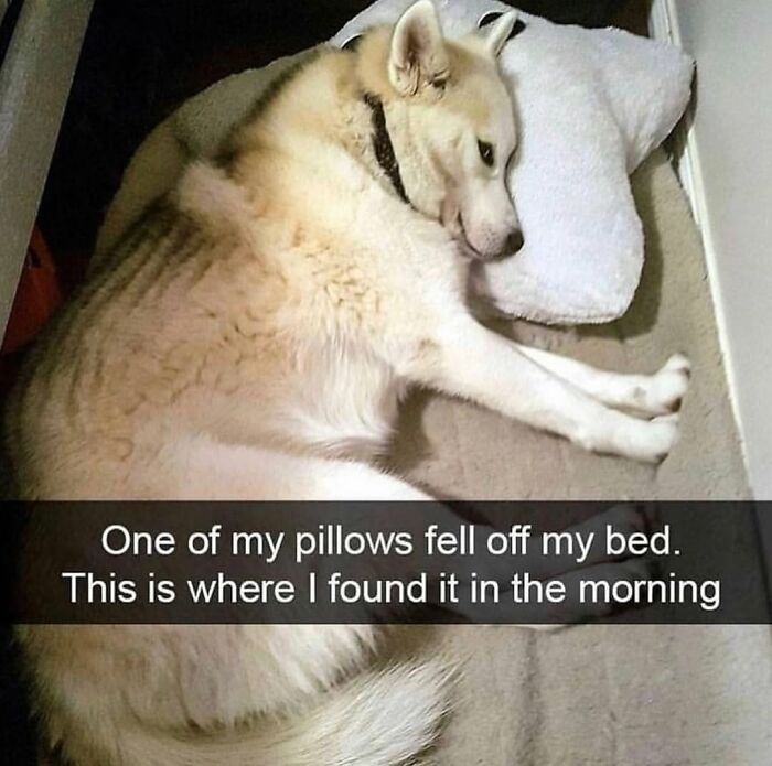 This Page Shared 76 Dog Memes Which Capture All The Cuteness And Chaos Of Having A Dog This Page Shared 76 Dog Memes Which Capture All The Cuteness And Chaos Of Having A Dog