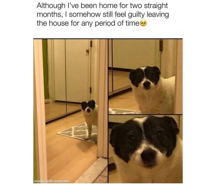 This Page Shared 76 Dog Memes Which Capture All The Cuteness And Chaos Of Having A Dog This Page Shared 76 Dog Memes Which Capture All The Cuteness And Chaos Of Having A Dog