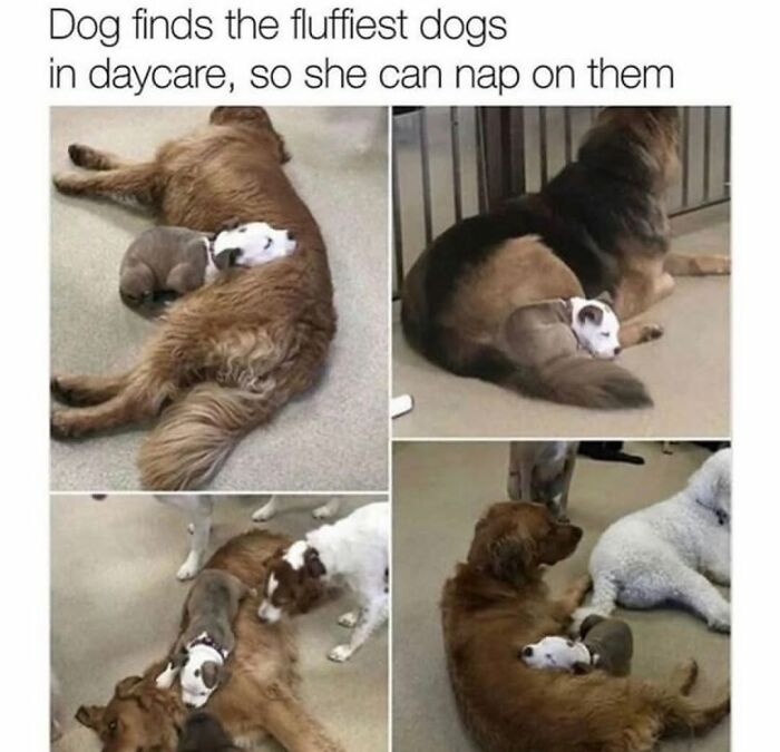 This Page Shared 76 Dog Memes Which Capture All The Cuteness And Chaos Of Having A Dog This Page Shared 76 Dog Memes Which Capture All The Cuteness And Chaos Of Having A Dog