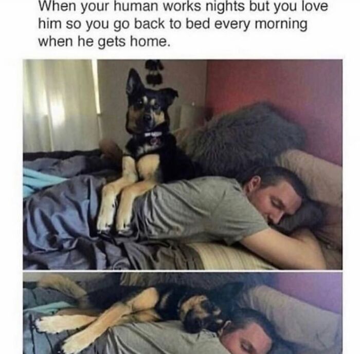 This Page Shared 76 Dog Memes Which Capture All The Cuteness And Chaos Of Having A Dog This Page Shared 76 Dog Memes Which Capture All The Cuteness And Chaos Of Having A Dog