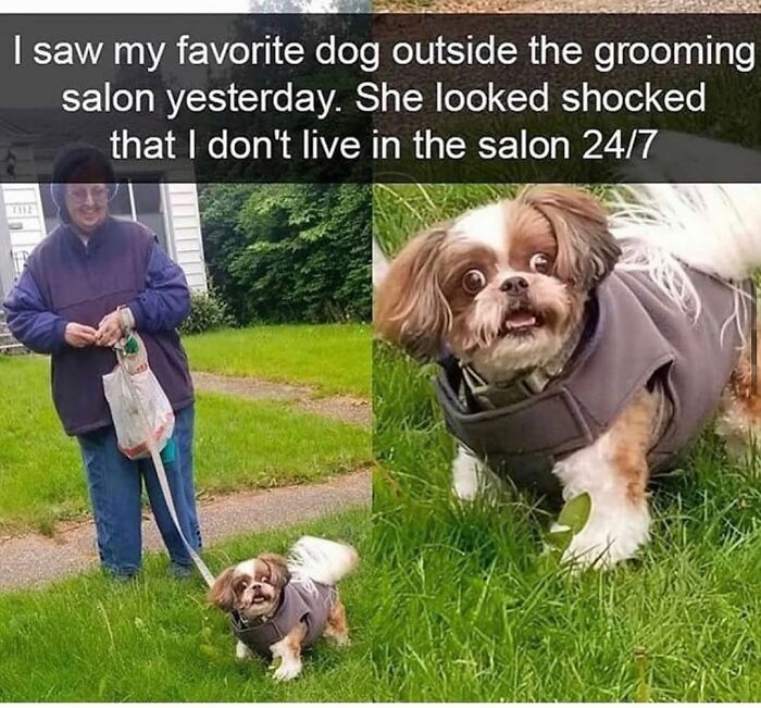 This Page Shared 76 Dog Memes Which Capture All The Cuteness And Chaos Of Having A Dog This Page Shared 76 Dog Memes Which Capture All The Cuteness And Chaos Of Having A Dog