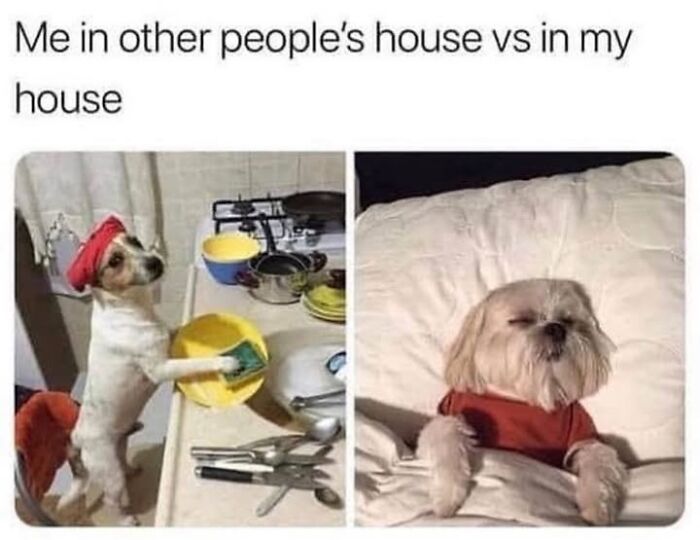 This Page Shared 76 Dog Memes Which Capture All The Cuteness And Chaos Of Having A Dog This Page Shared 76 Dog Memes Which Capture All The Cuteness And Chaos Of Having A Dog