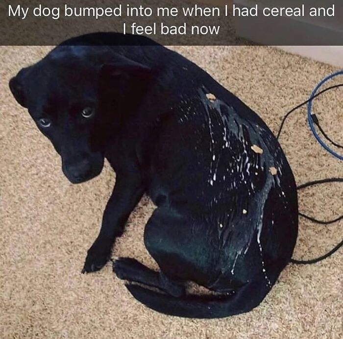 This Page Shared 76 Dog Memes Which Capture All The Cuteness And Chaos Of Having A Dog This Page Shared 76 Dog Memes Which Capture All The Cuteness And Chaos Of Having A Dog