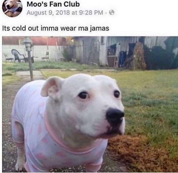 This Page Shared 76 Dog Memes Which Capture All The Cuteness And Chaos Of Having A Dog This Page Shared 76 Dog Memes Which Capture All The Cuteness And Chaos Of Having A Dog