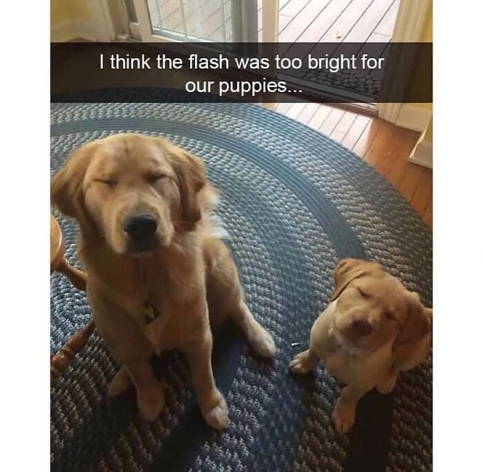 This Page Shared 76 Dog Memes Which Capture All The Cuteness And Chaos Of Having A Dog This Page Shared 76 Dog Memes Which Capture All The Cuteness And Chaos Of Having A Dog