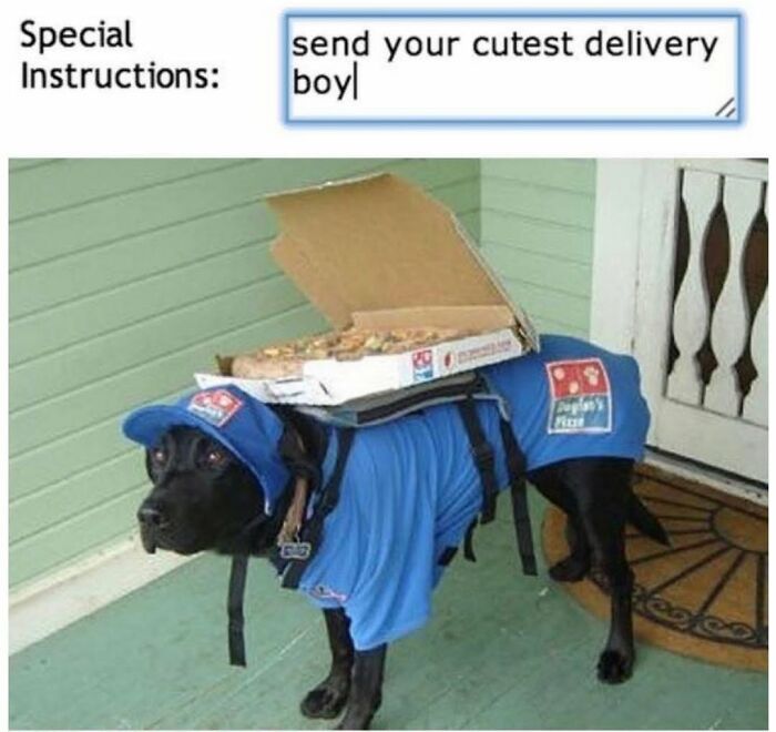 This Page Shared 76 Dog Memes Which Capture All The Cuteness And Chaos Of Having A Dog This Page Shared 76 Dog Memes Which Capture All The Cuteness And Chaos Of Having A Dog