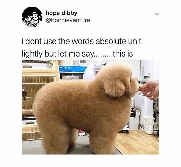 This Page Shared 76 Dog Memes Which Capture All The Cuteness And Chaos Of Having A Dog This Page Shared 76 Dog Memes Which Capture All The Cuteness And Chaos Of Having A Dog