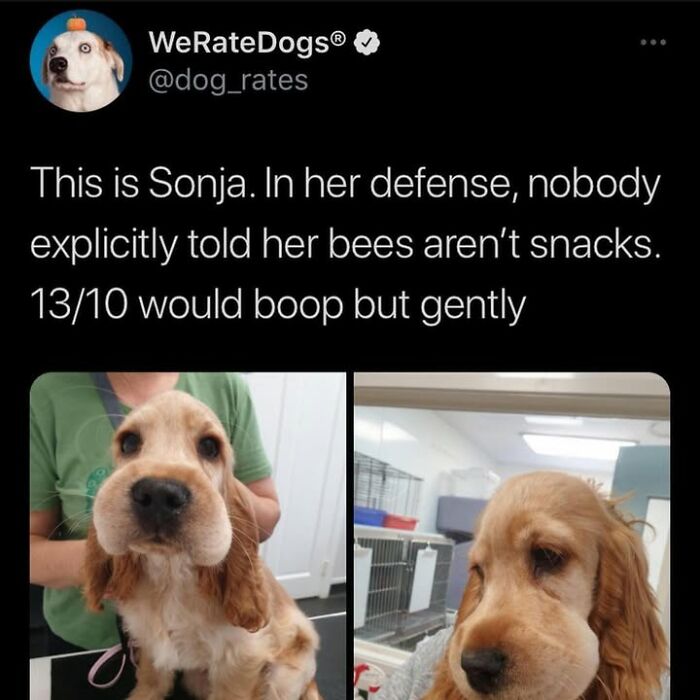 This Page Shared 76 Dog Memes Which Capture All The Cuteness And Chaos Of Having A Dog This Page Shared 76 Dog Memes Which Capture All The Cuteness And Chaos Of Having A Dog