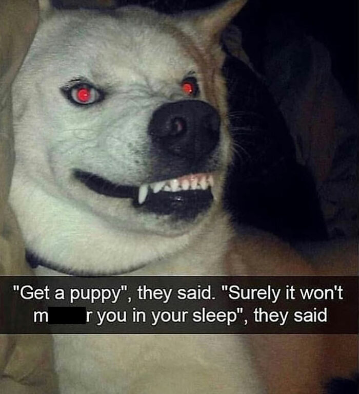 This Page Shared 76 Dog Memes Which Capture All The Cuteness And Chaos Of Having A Dog This Page Shared 76 Dog Memes Which Capture All The Cuteness And Chaos Of Having A Dog