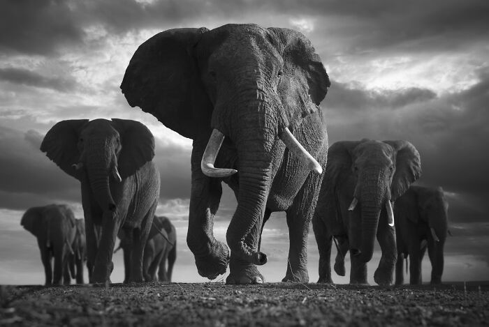 45 Stunning Wildlife Photos By Björn Persson That Might Bring You Closer To The Natural World 45 Stunning Wildlife Photos By Björn Persson That Might Bring You Closer To The Natural World