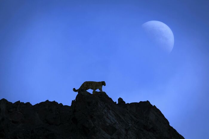 45 Stunning Wildlife Photos By Björn Persson That Might Bring You Closer To The Natural World 45 Stunning Wildlife Photos By Björn Persson That Might Bring You Closer To The Natural World